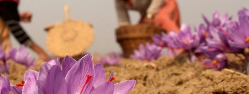 از تاریخچه صنعت زعفران تا بهترین ایده های بسته بندی زعفران